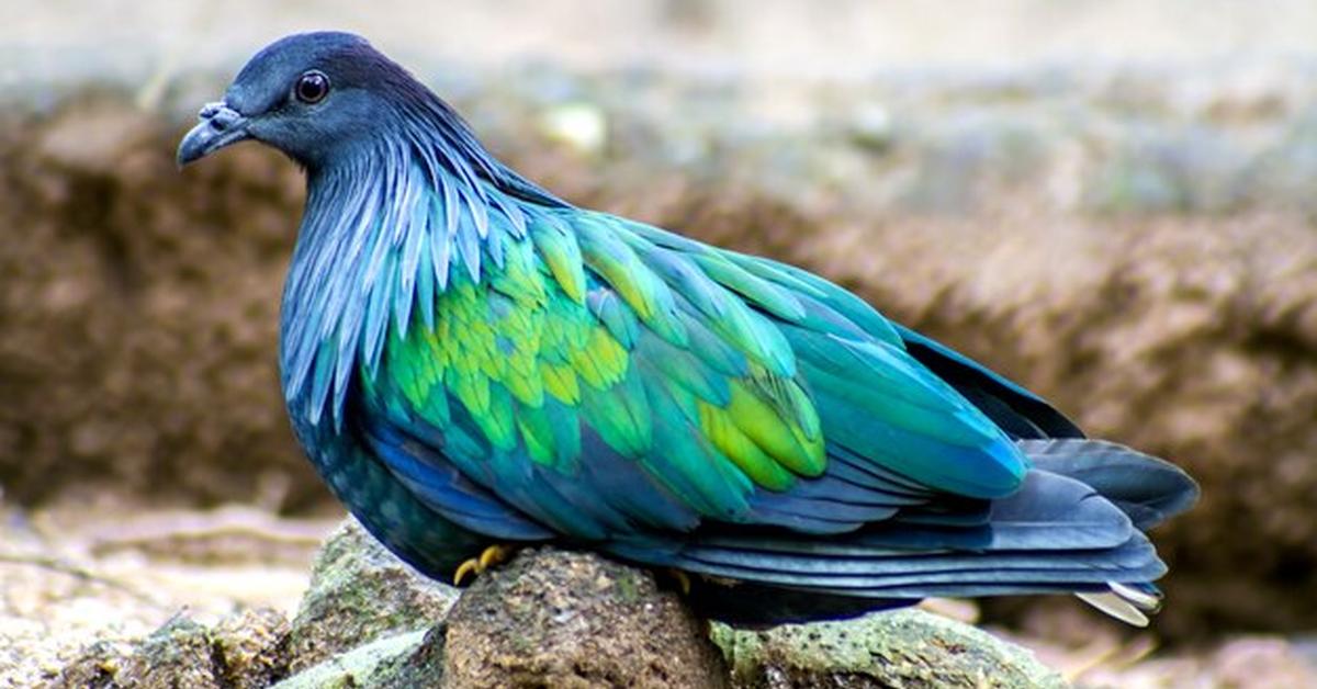 Detailed shot of the Nicobar Pigeon, or Caloenas nicobarica, in its natural setting.