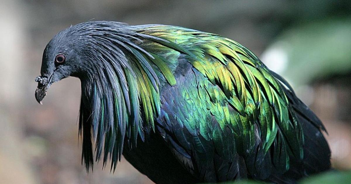 The Nicobar Pigeon, a beautiful species also known as Merpati Nicobar in Bahasa Indonesia.