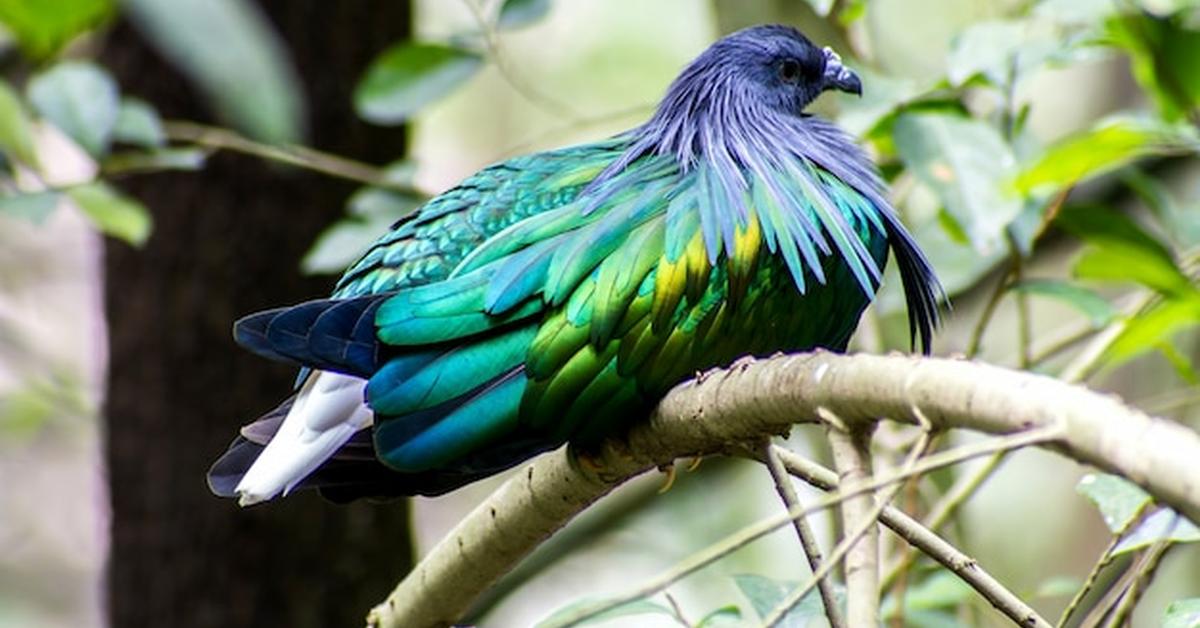 Close encounter with the Nicobar Pigeon, scientifically called Caloenas nicobarica.