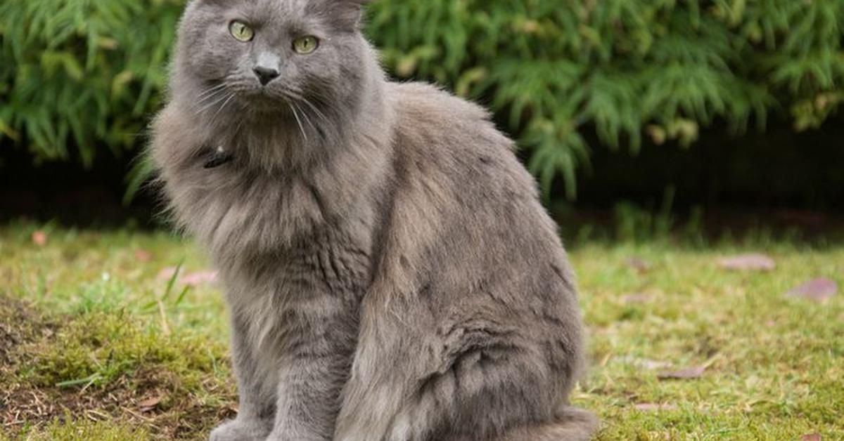 Picture of Nebelung, known in Indonesia as Kucing Nebelung.