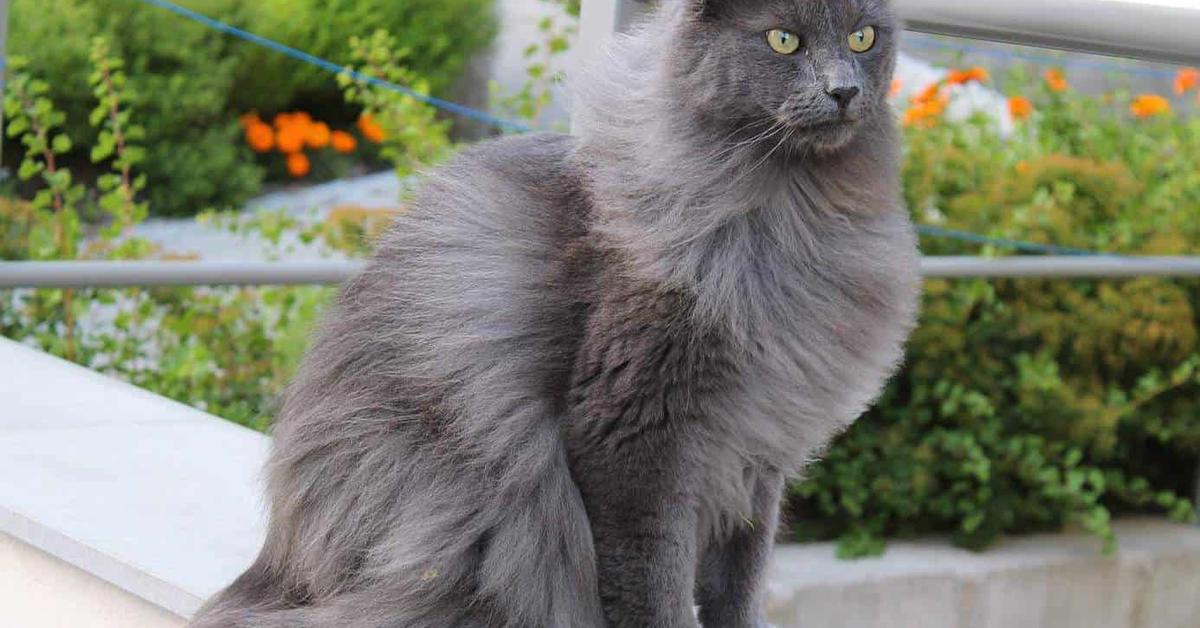 Detailed shot of the Nebelung, or Felis Catus, in its natural setting.