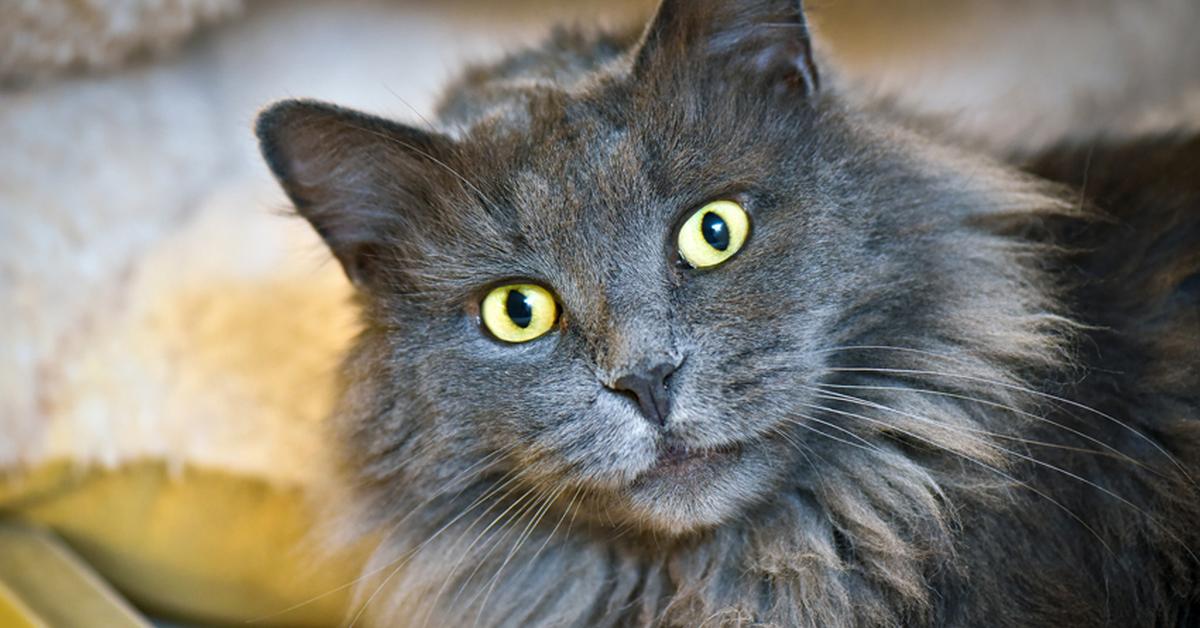 Portrait of a Nebelung, a creature known scientifically as Felis Catus.