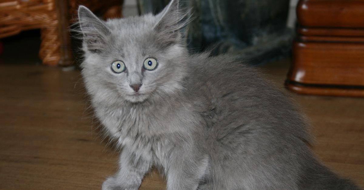 Captivating shot of the Nebelung, or Kucing Nebelung in Bahasa Indonesia.