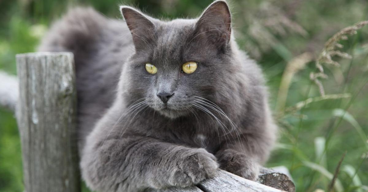 Picture of Nebelung, known in Indonesia as Kucing Nebelung.