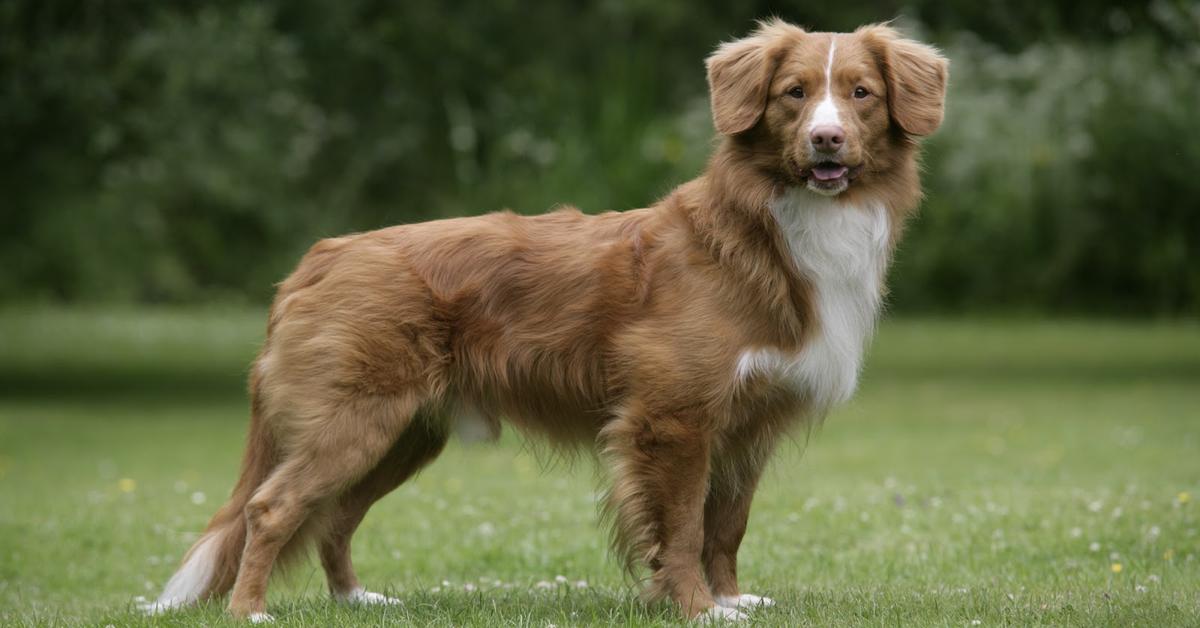 The Nova Scotia Duck Tolling Retriever, a species known as Canis lupus, in its natural splendor.