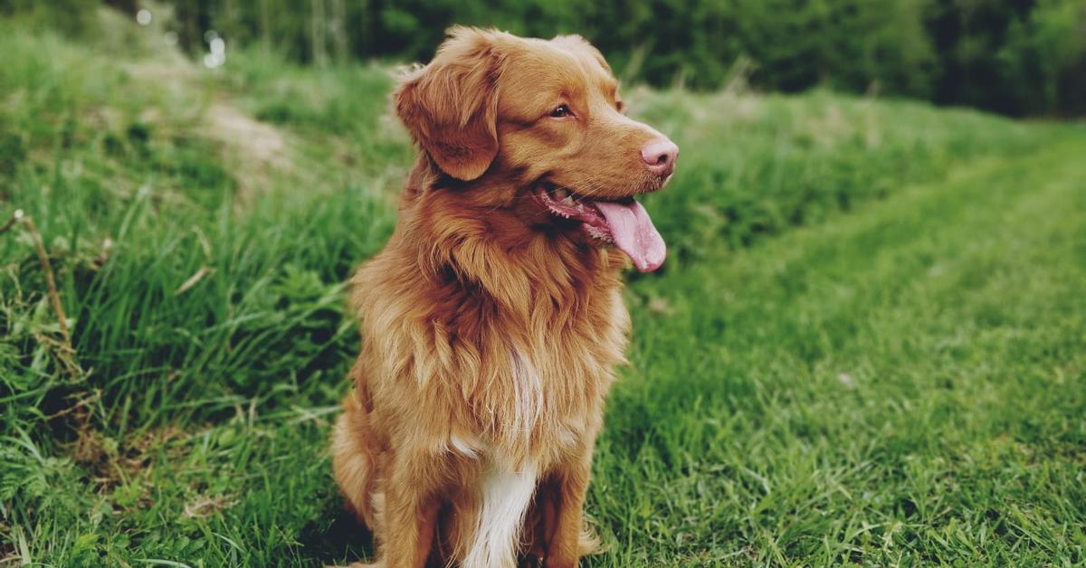 The elegant Nova Scotia Duck Tolling Retriever (Canis lupus), a marvel of nature.