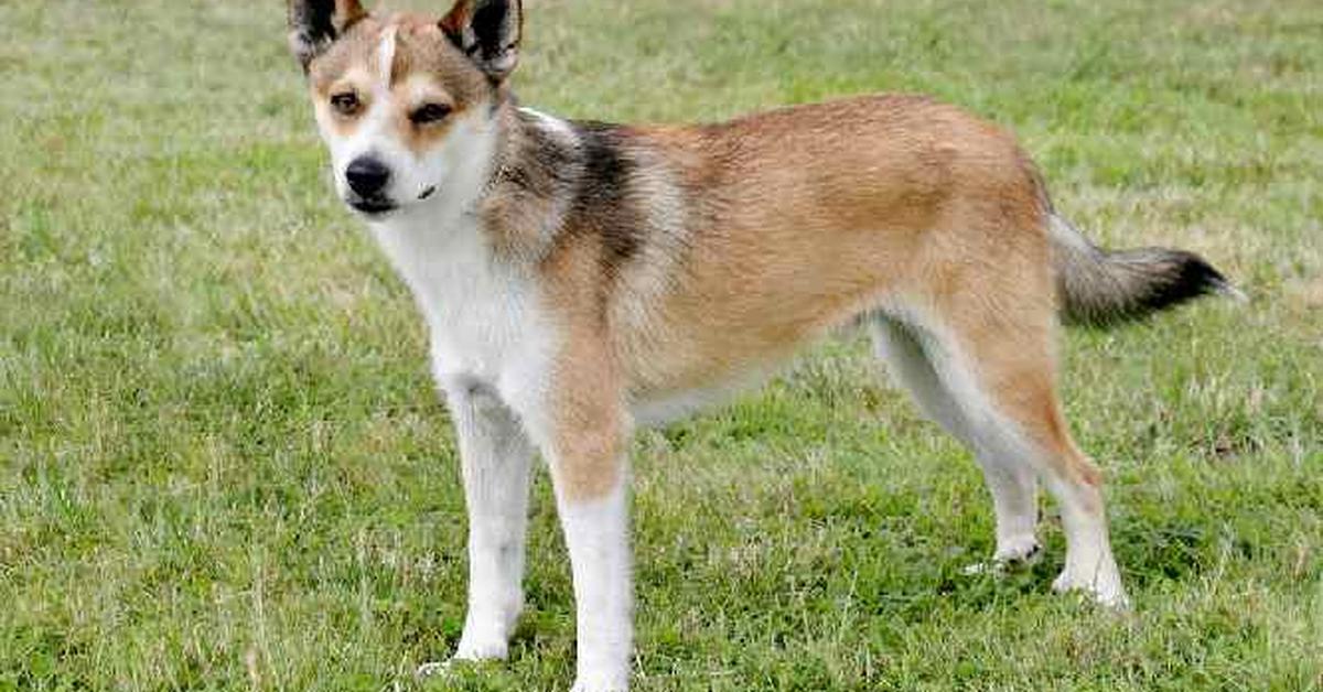 Glimpse of the Norwegian Lundehund, known in the scientific community as Canis lupus.