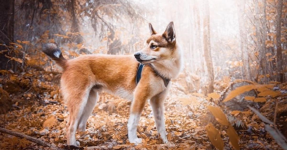 Graceful Norwegian Lundehund, a creature with the scientific name Canis lupus.