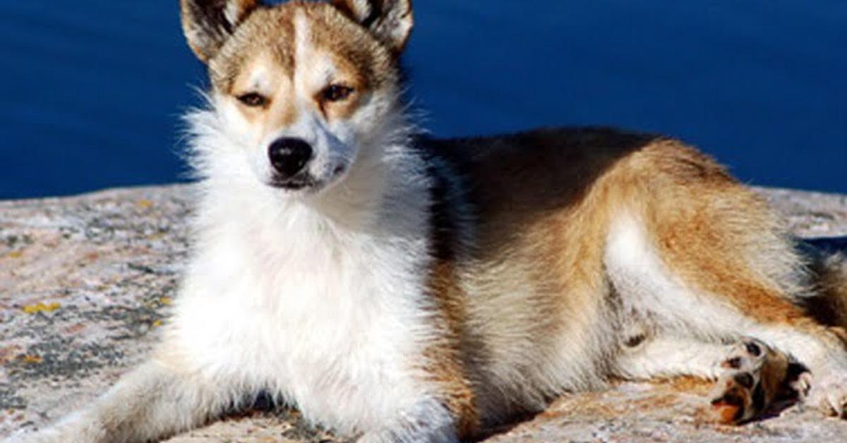 Elegant Norwegian Lundehund in its natural habitat, called Anjing Norwegia Lundehund in Indonesia.