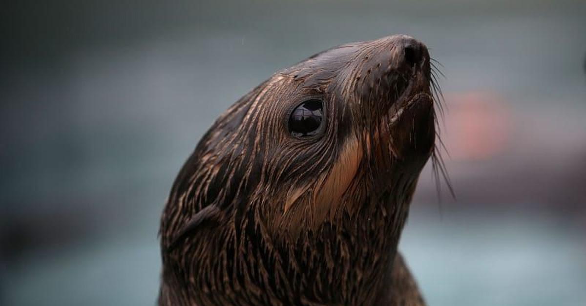 Close-up view of the Northern Fur Seal, known as Anjing Laut Bulu Utara in Indonesian.