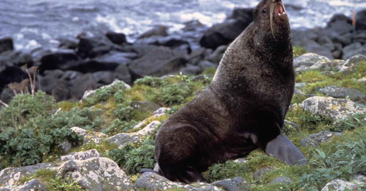 Elegant Northern Fur Seal in its natural habitat, called Anjing Laut Bulu Utara in Indonesia.