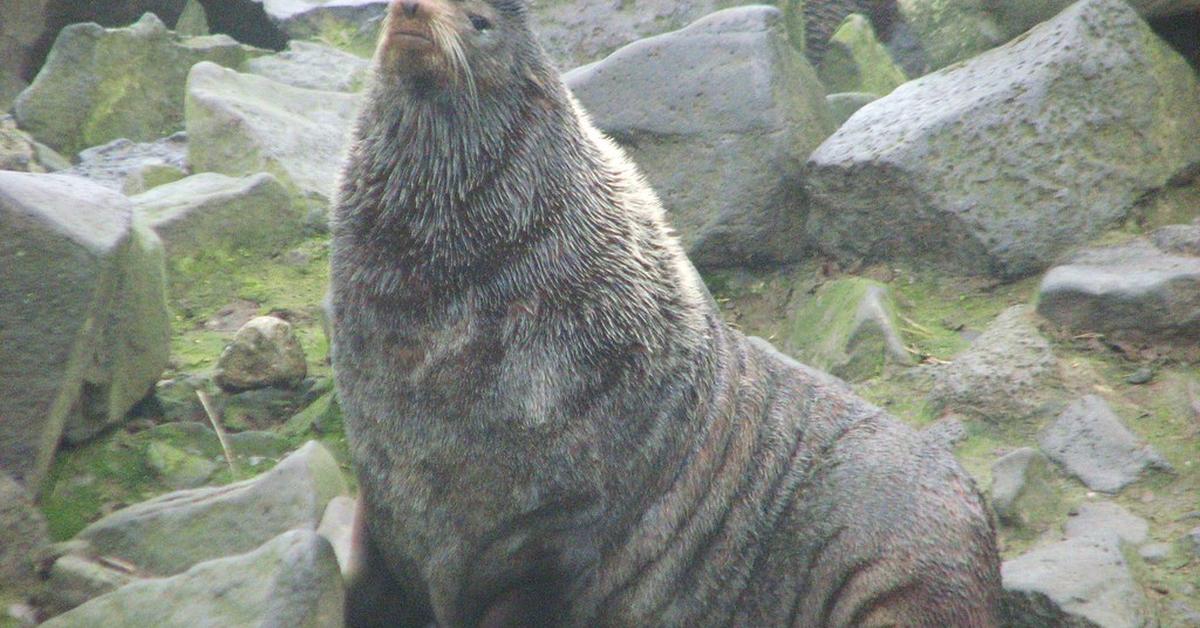 Picture of Northern Fur Seal, known in Indonesia as Anjing Laut Bulu Utara.