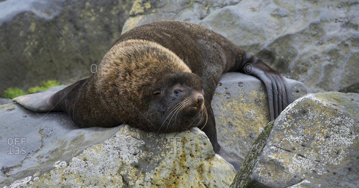 A beautiful representation of the Northern Fur Seal, scientifically Callorhinus ursinus.