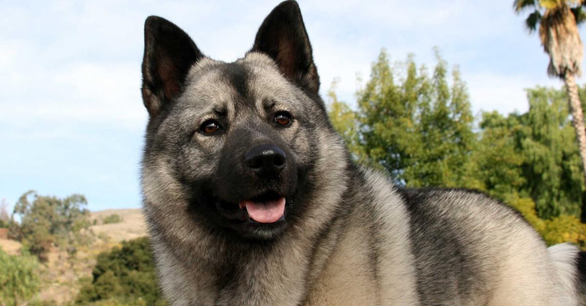 Stunning depiction of Norwegian Elkhound, also referred to as Canis lupus.