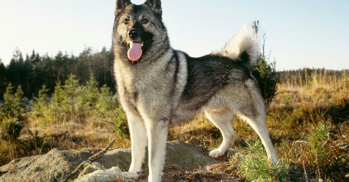 Photographic depiction of the unique Norwegian Elkhound, locally called Anjing Norwegia Elkhound.