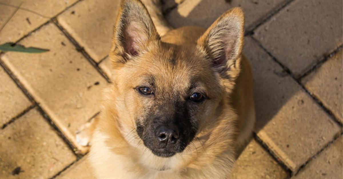 Photogenic Norwegian Buhund, scientifically referred to as Canis lupus.