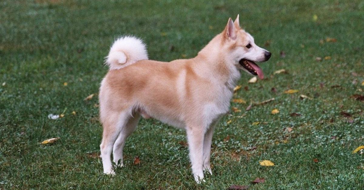 Snapshot of the intriguing Norwegian Buhund, scientifically named Canis lupus.