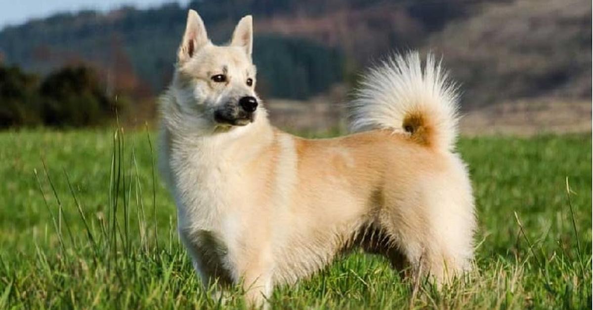 Charming view of the Norwegian Buhund, in Indonesia referred to as Buhund Norwegia.