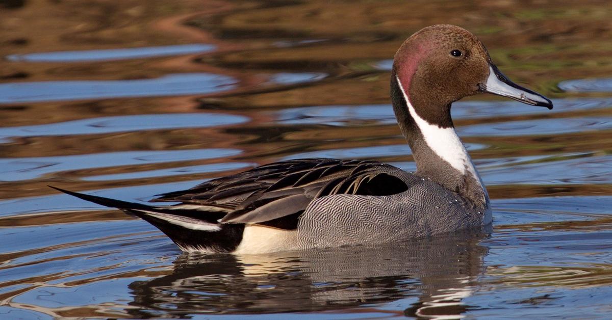 Engaging shot of the Northern Pintail, recognized in Indonesia as Pintail Utara.