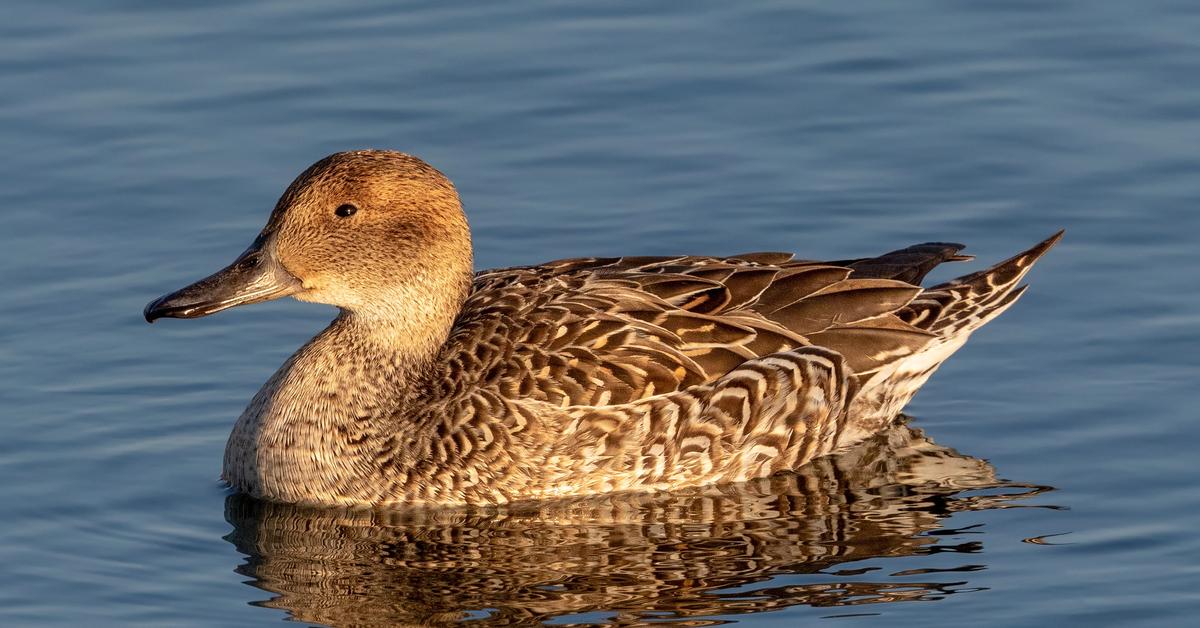 Vibrant snapshot of the Northern Pintail, commonly referred to as Pintail Utara in Indonesia.