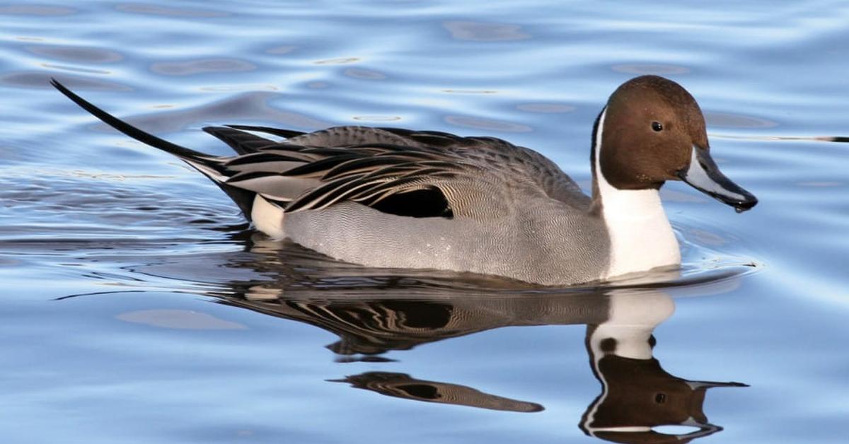 Splendid image of the Northern Pintail, with the scientific name Anas acuta.