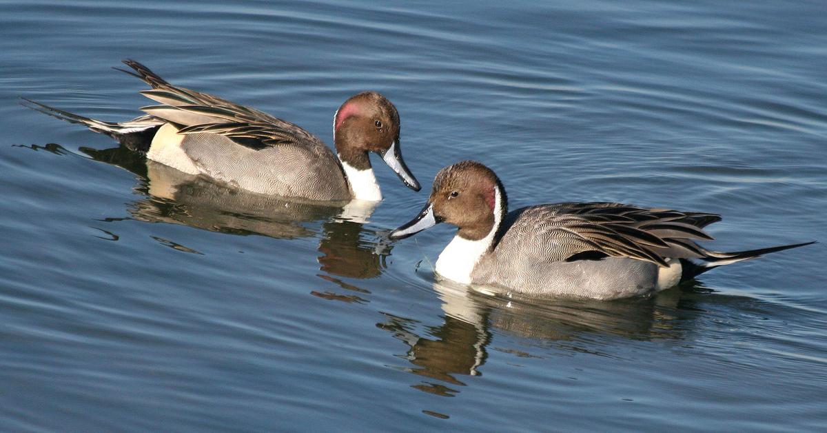 A look at the Northern Pintail, also recognized as Pintail Utara in Indonesian culture.