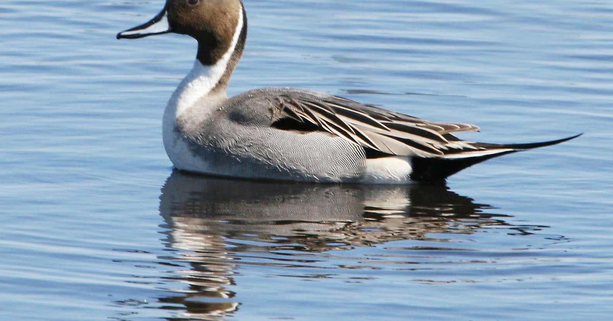 Engaging shot of the Northern Pintail, recognized in Indonesia as Pintail Utara.