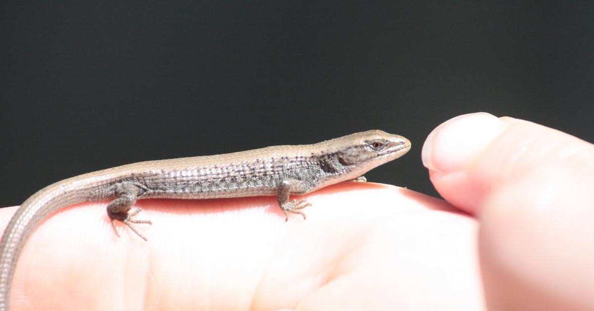 The Northern Alligator Lizard in its natural beauty, locally called Kadal Buaya Utara.