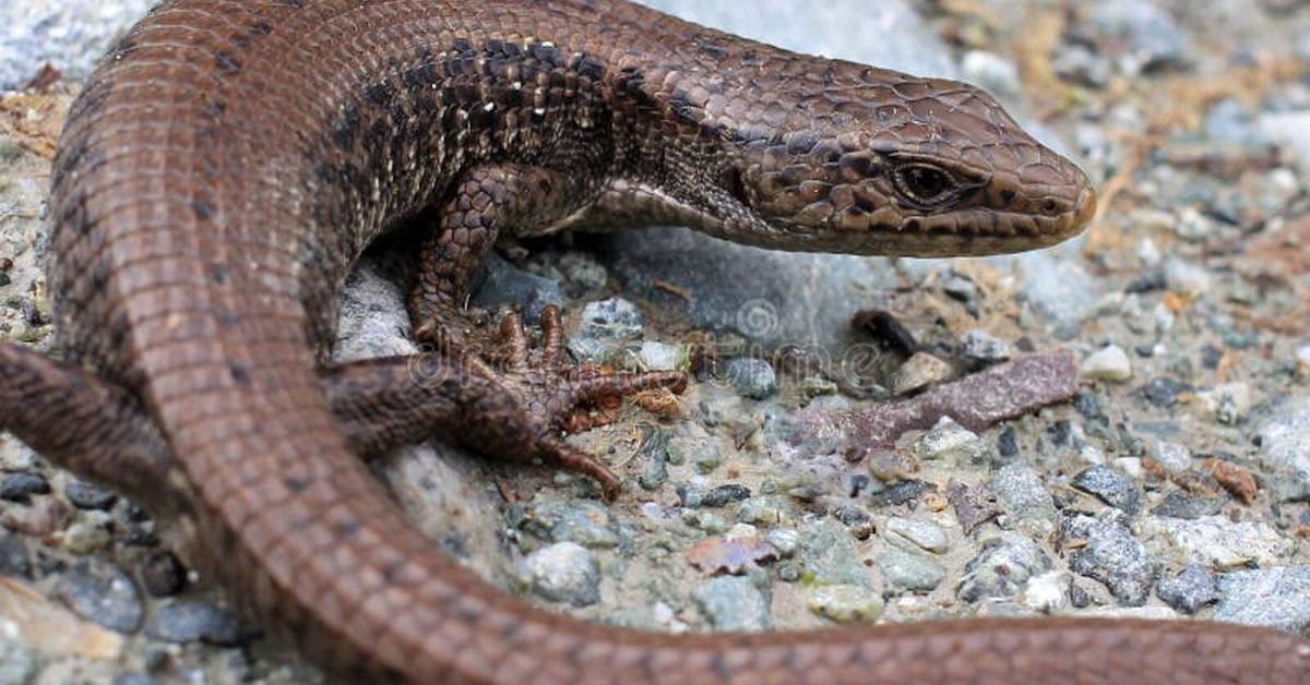 Snapshot of the intriguing Northern Alligator Lizard, scientifically named Elgaria coerulea.