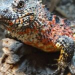 Distinctive Northern Alligator Lizard, in Indonesia known as Kadal Buaya Utara, captured in this image.