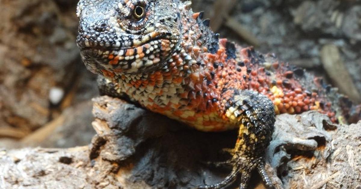 Distinctive Northern Alligator Lizard, in Indonesia known as Kadal Buaya Utara, captured in this image.