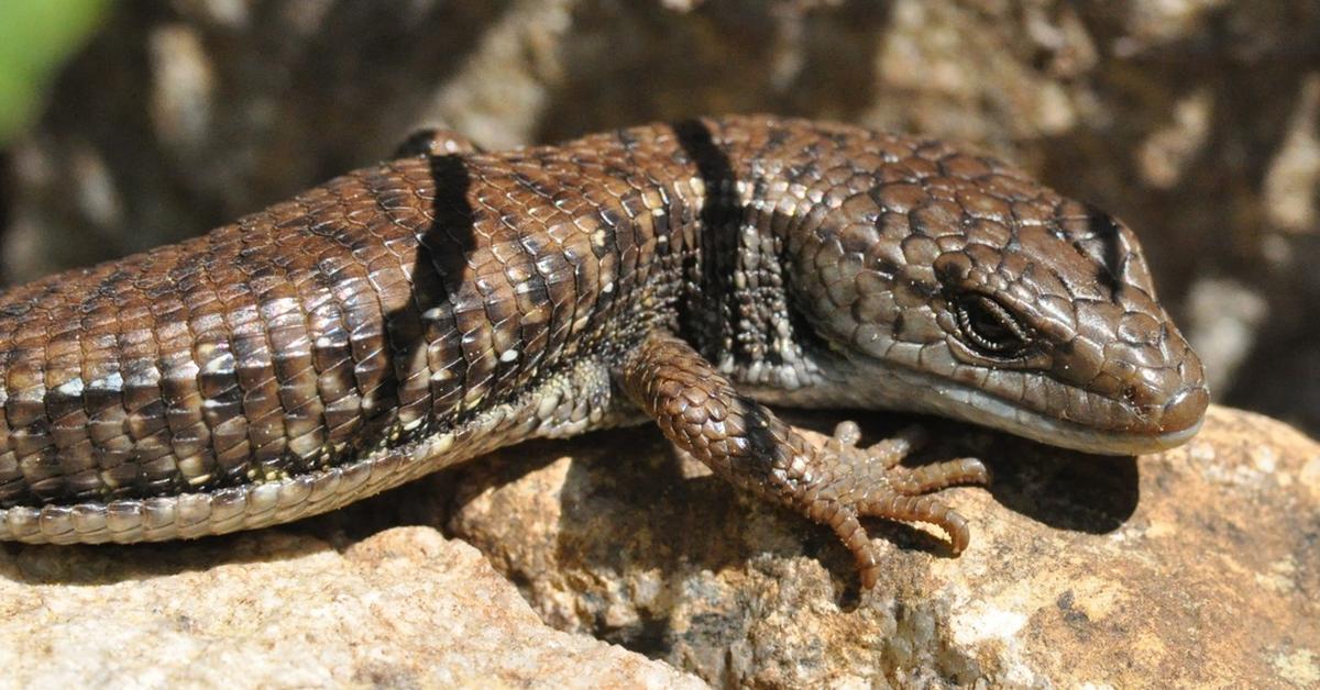 Visual representation of the Northern Alligator Lizard, recognized in Indonesia as Kadal Buaya Utara.