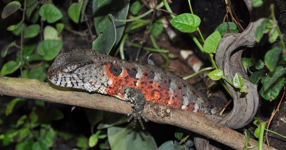 Snapshot of the intriguing Northern Alligator Lizard, scientifically named Elgaria coerulea.