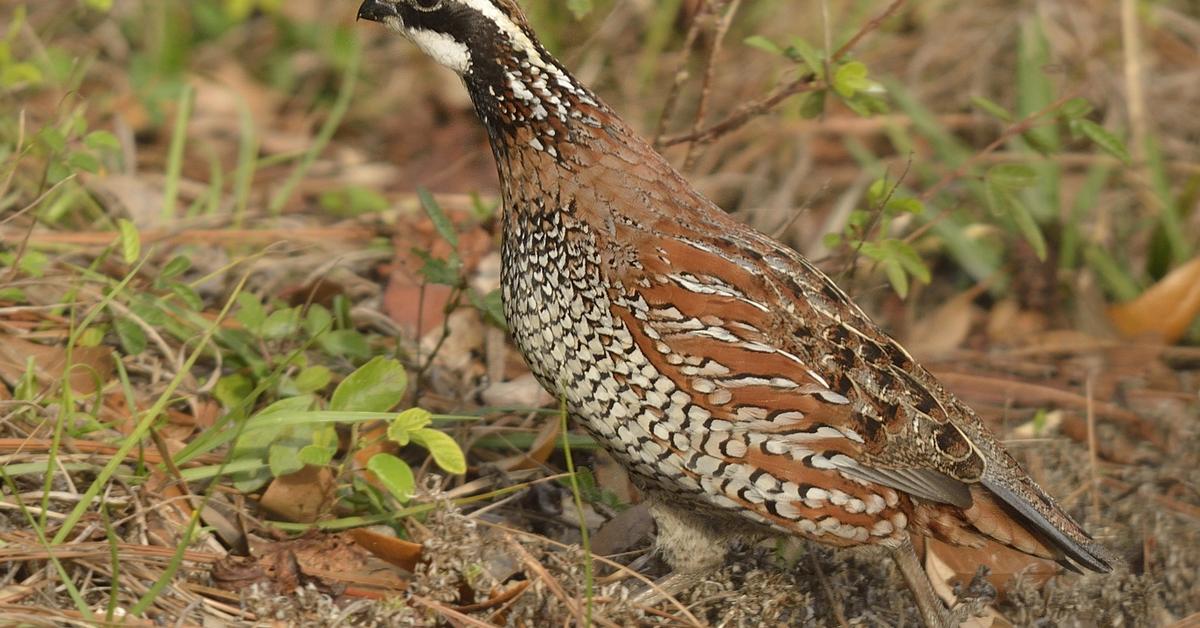 Elegant Northern Bobwhite in its natural habitat, called Burung Puyuh Utara in Indonesia.