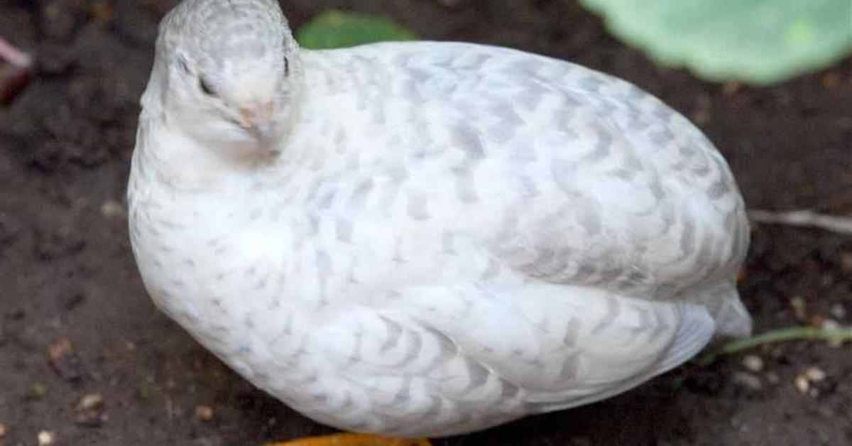 Visual of Northern Bobwhite, or Burung Puyuh Utara in Indonesian, showcasing its beauty.