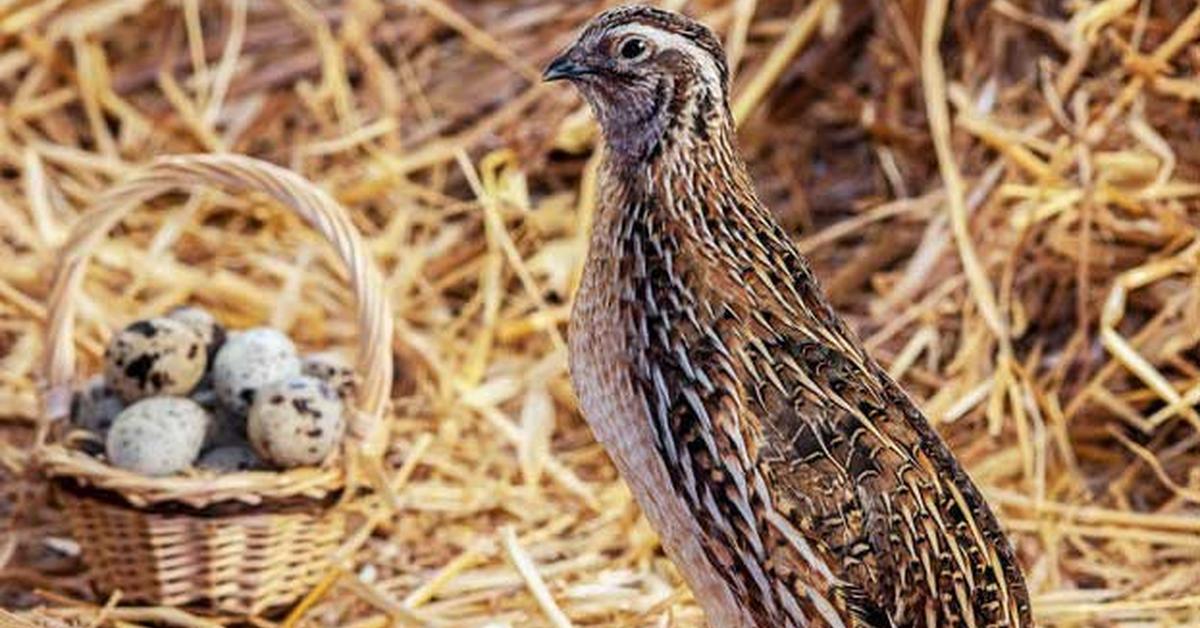 Photograph of the unique Northern Bobwhite, known scientifically as Colinus virginianus.