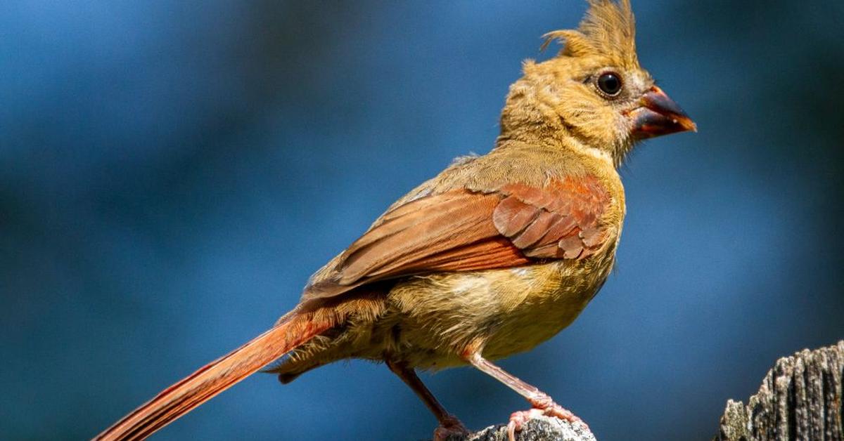 A look at the Northern Cardinal, also recognized as Kardinal Utara in Indonesian culture.