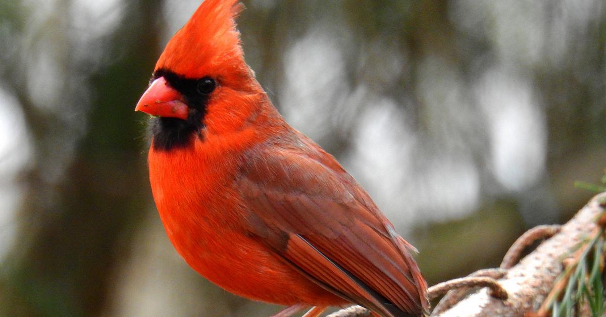 Visual representation of the Northern Cardinal, recognized in Indonesia as Kardinal Utara.