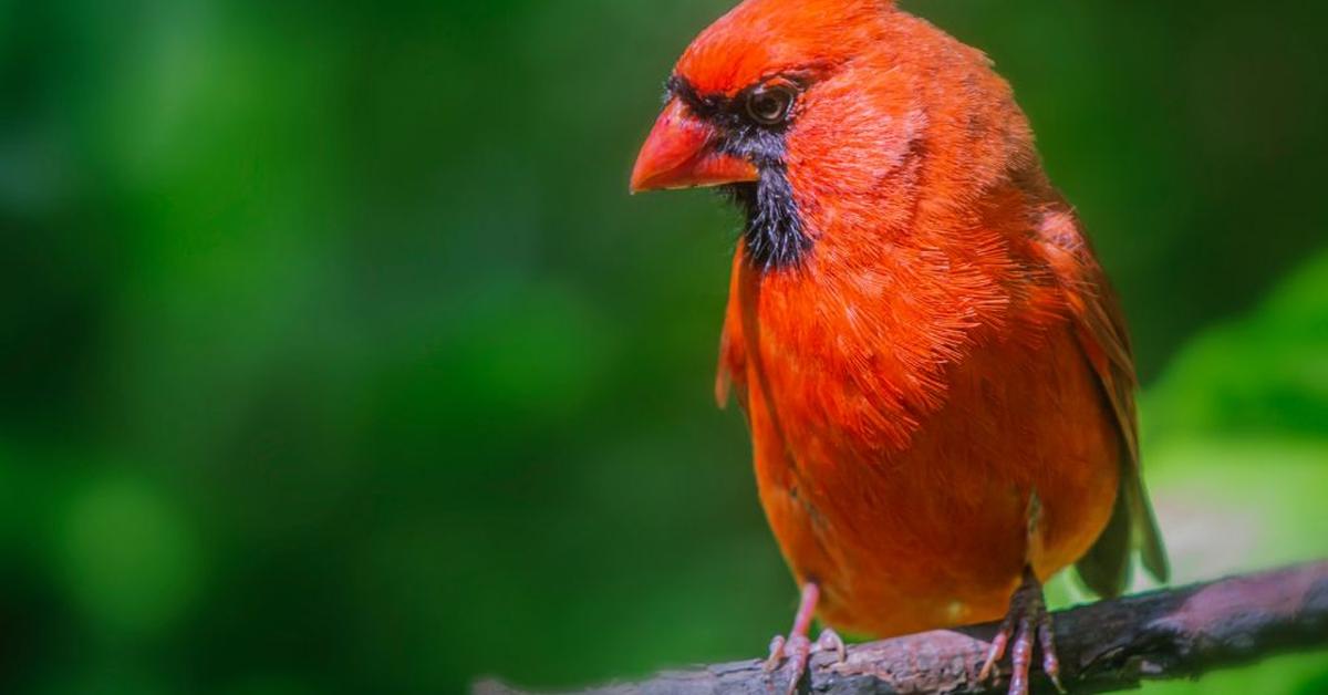 Detailed shot of the Northern Cardinal, or Cardinalis cardinalis, in its natural setting.