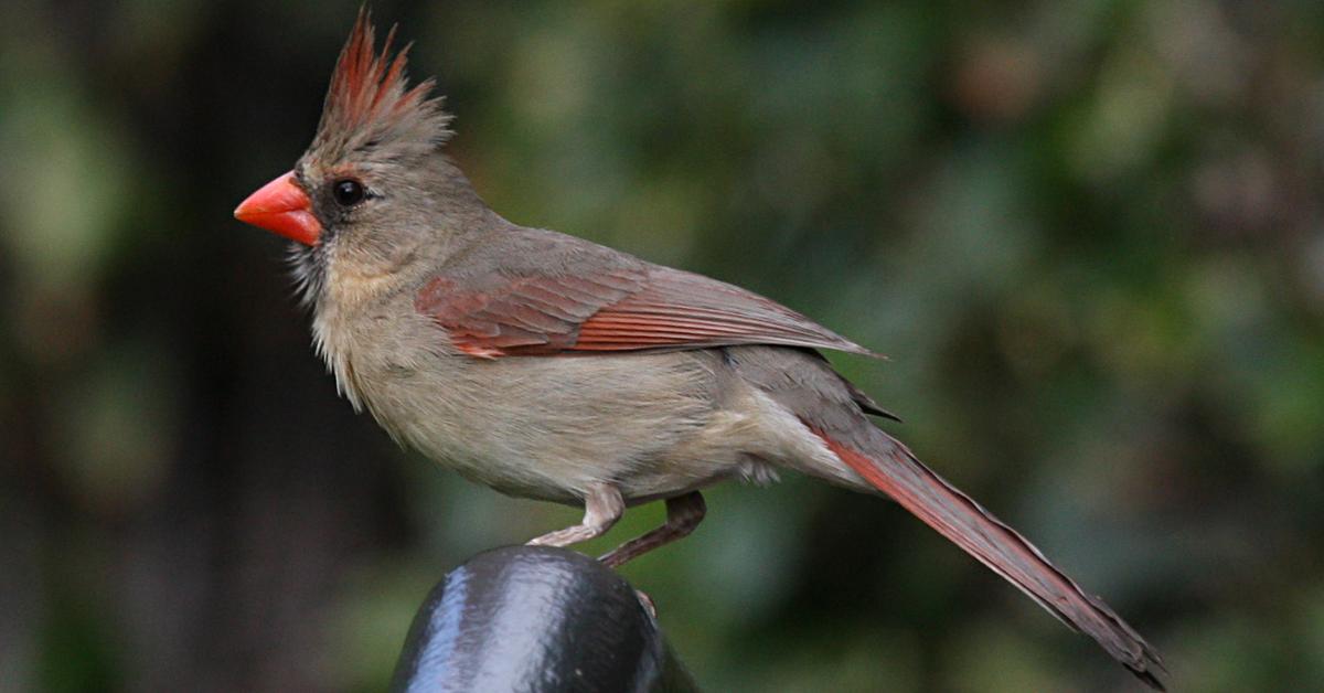 The alluring Northern Cardinal, commonly referred to as Kardinal Utara in Bahasa Indonesia.