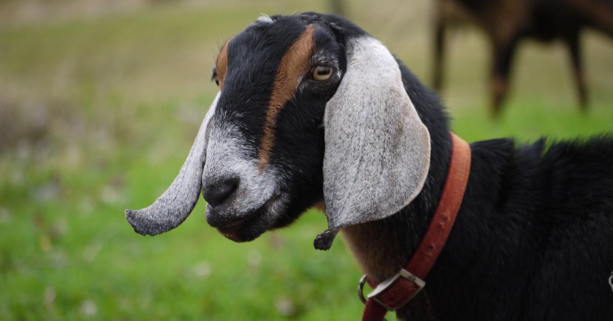 Image showcasing the Nubian Goat, known in Indonesia as Kambing Nubian.