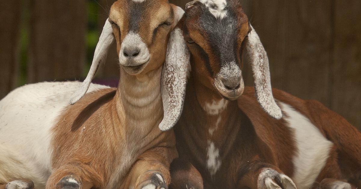 Elegant Nubian Goat in its natural habitat, called Kambing Nubian in Indonesia.