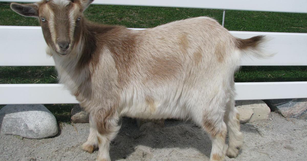 Captured moment of the Nigerian Goat, in Indonesia known as Kambing Nigeria.