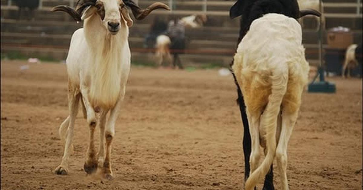 Unique portrayal of the Nigerian Goat, also called Kambing Nigeria in Bahasa Indonesia.