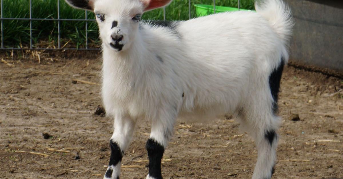 Distinctive Nigerian Goat, in Indonesia known as Kambing Nigeria, captured in this image.