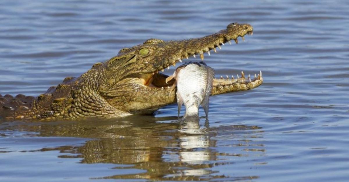 The majestic Nile Crocodile, also called Buaya Nil in Indonesia, in its glory.