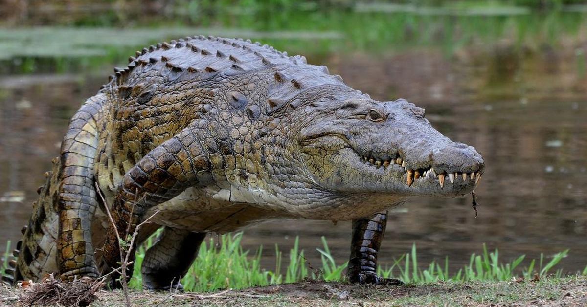 Exquisite image of Nile Crocodile, in Indonesia known as Buaya Nil.