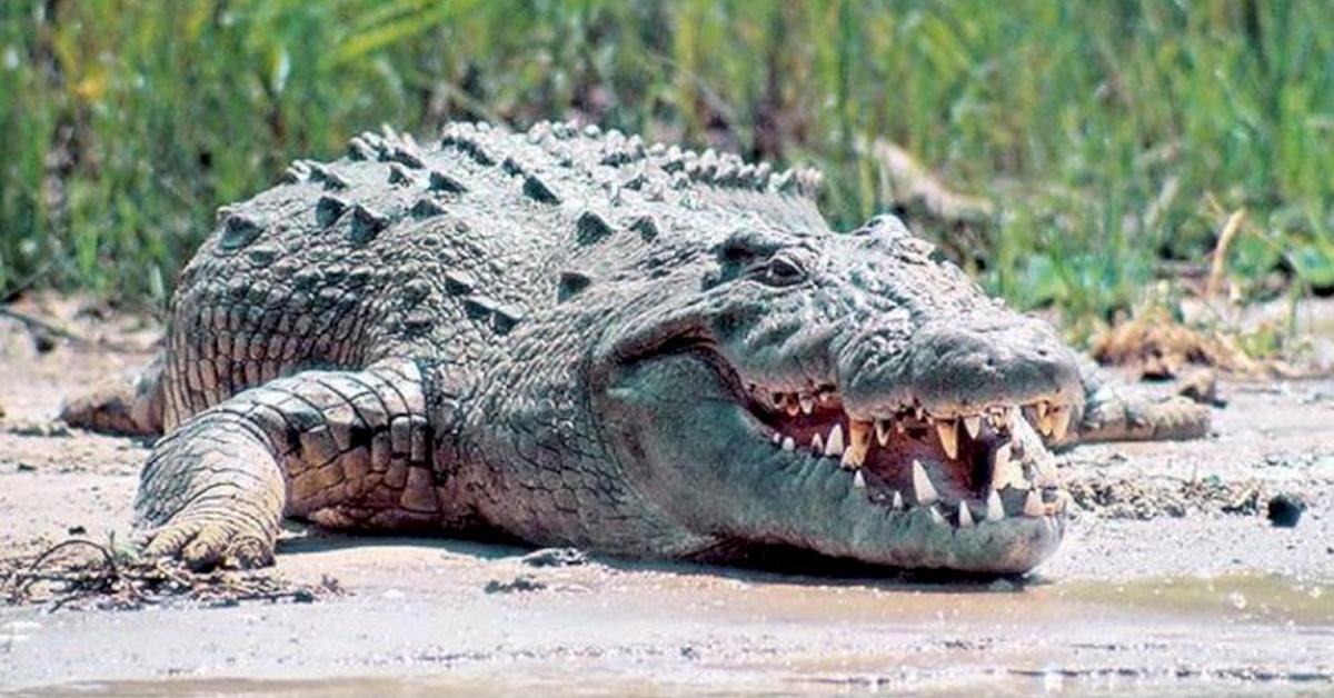 The remarkable Nile Crocodile (Crocodylus niloticus), a sight to behold.