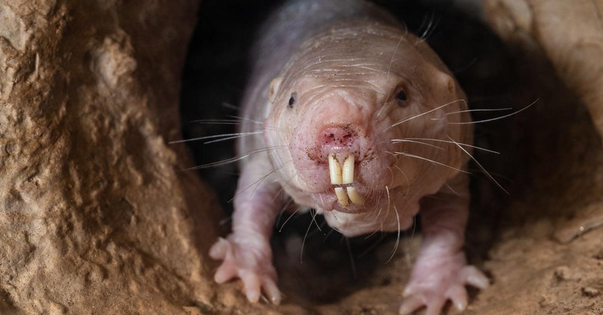 Captivating shot of the Naked Mole Rat, or Tikus Mole Telanjang in Bahasa Indonesia.