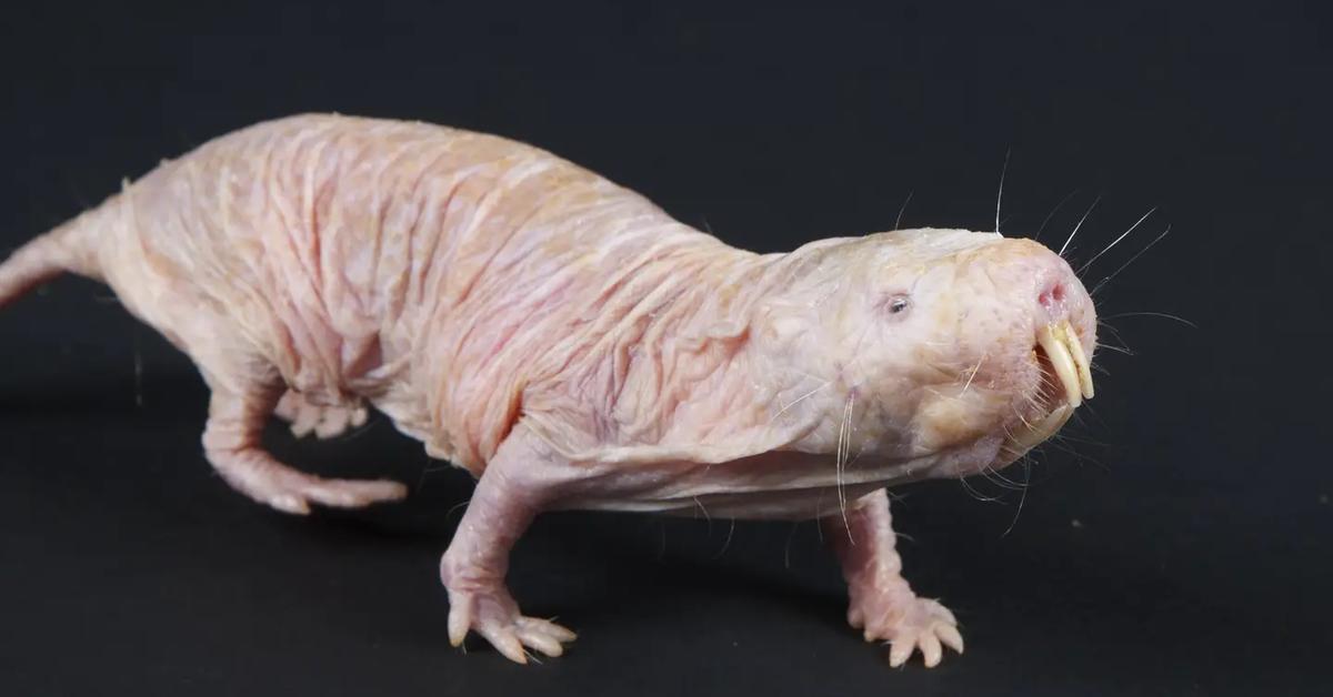 The Naked Mole Rat, an example of Heterocephalus glaber, in its natural environment.